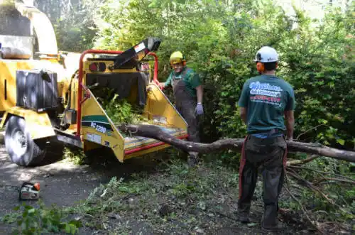 tree services Kings Bay Base